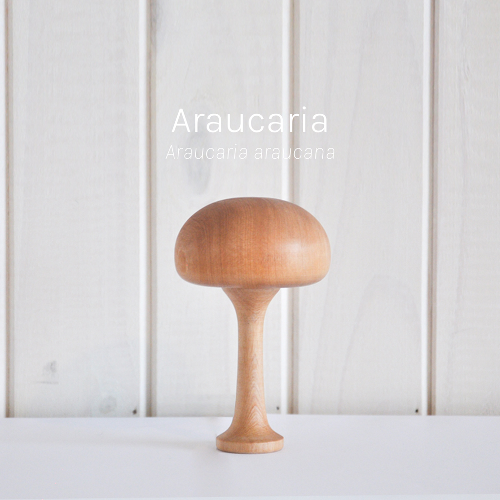 Torno - Set 3 Árboles Nativos de Chile